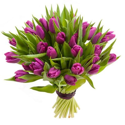 Lila Tulpen (Stück)