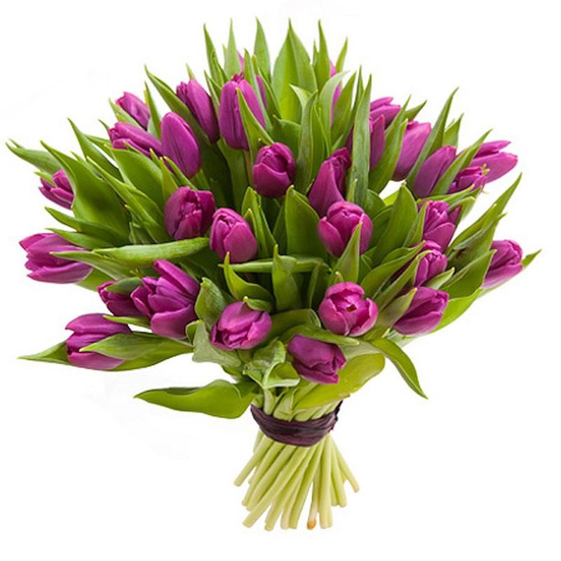 Lila Tulpen (Stück)