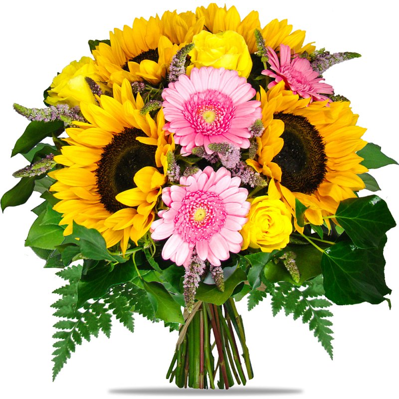 Sonnenblumen und Keimlinge