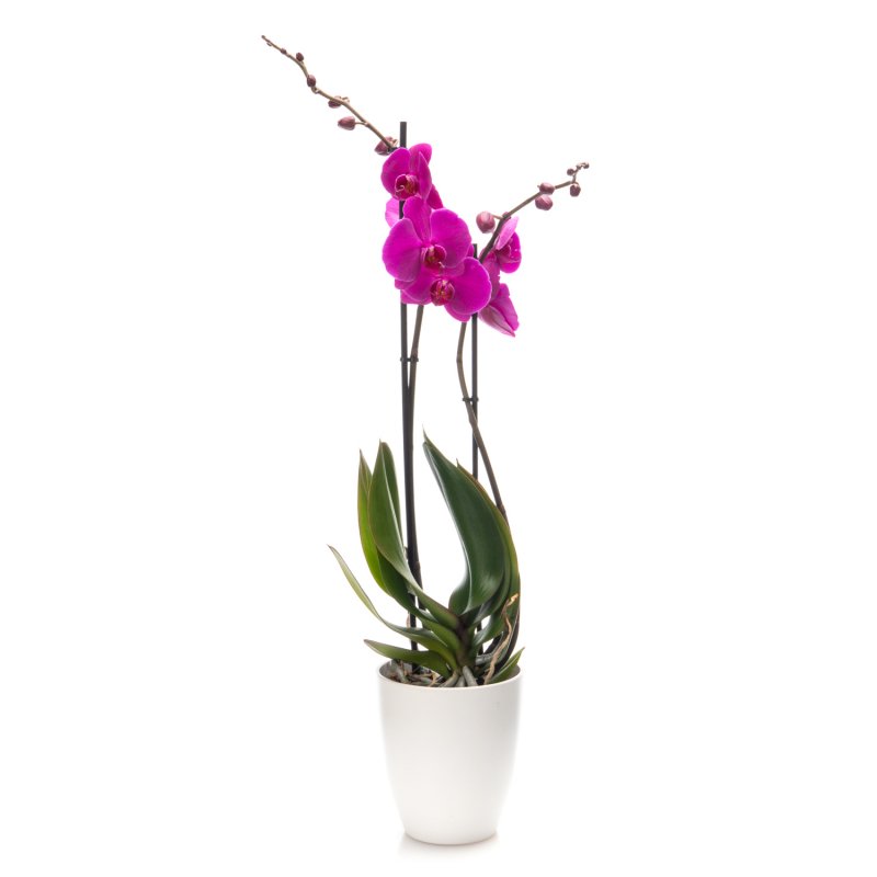 Potted purple Orchid (2 stem)