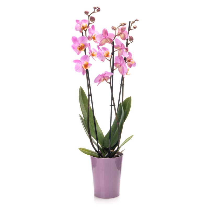 Potted pink Orchid (3 stem)