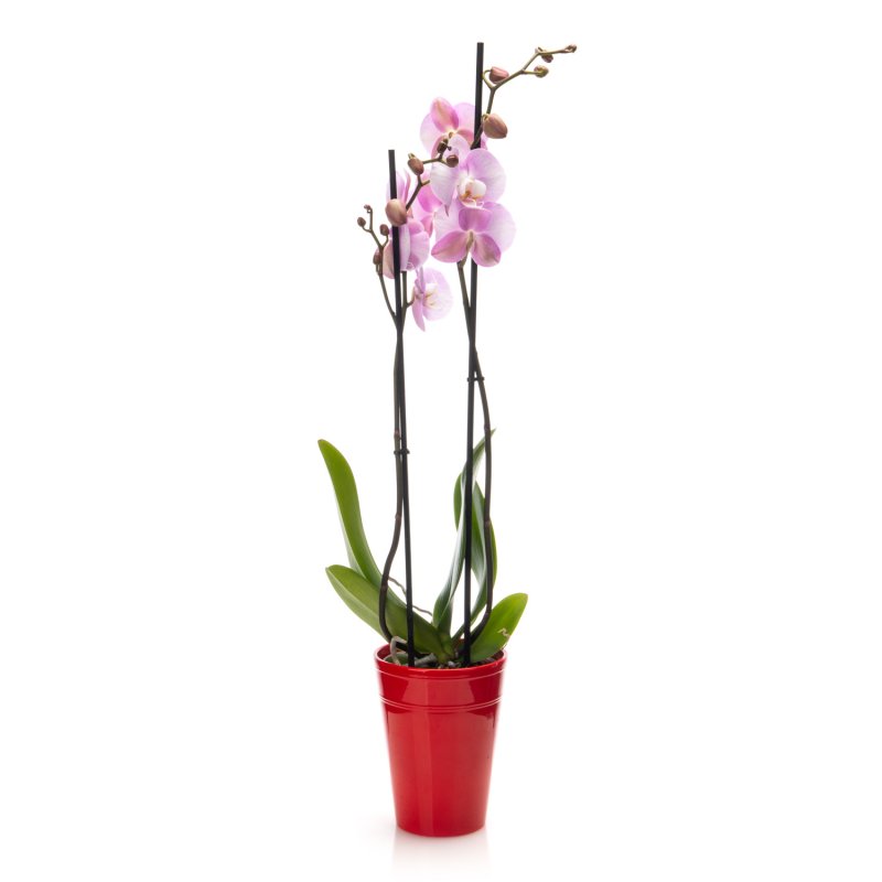 Potted pink Orchid (2 stem)